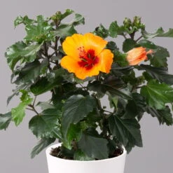 Ausgewählte Produkte -Stilvoller Gartenbedarfsladen 0213100227 Hibiscus Petit Orange mit Topf Dallas weiss 2