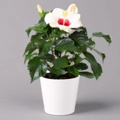 Ausgewählte Produkte -Stilvoller Gartenbedarfsladen 0213100233 Hibiscus weiss Topf Dallas weiss 1