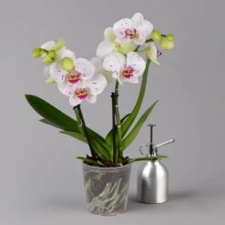 Phalaenopsis 'Spirit' Weiß Gesprenkelt, 2 Rispen, Topf-Ø 12 Cm, Höhe Ca. 50 Cm