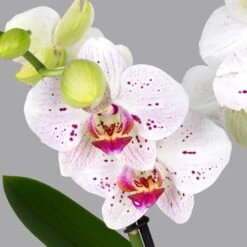 Ausgewählte Produkte -Stilvoller Gartenbedarfsladen 0215152574 phalaenopsis spirit white special 2 122724