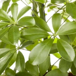 Schefflera Arboricola 'Nora', Topf-Ø 21 Cm, Höhe Ca. 55 Cm -Stilvoller Gartenbedarfsladen 0220106951 Schefflera arbor Nora