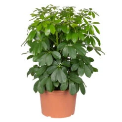Ausgewählte Produkte -Stilvoller Gartenbedarfsladen 0220106951 Schefflera arbor Nora 3er Tuff 21cm T H 55cm