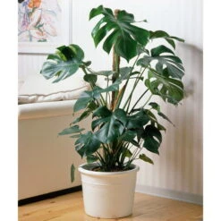 Ausgewählte Produkte -Stilvoller Gartenbedarfsladen 0220107421 Monstera deliciosa moosstab