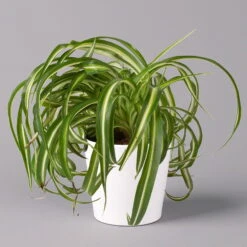 Grünlilie 'Bonnie' Mit Keramiktopf Dallas Weiß, Topf-Ø 12 Cm, 3er-Set -Stilvoller Gartenbedarfsladen 0220108124 Chlorophyt Bonnie in Topf Dallas weiss 1