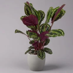 Ausgewählte Produkte 21 Calathea 'Medallion', Topf-Ø 19 Cm, Höhe Ca. 85 Cm