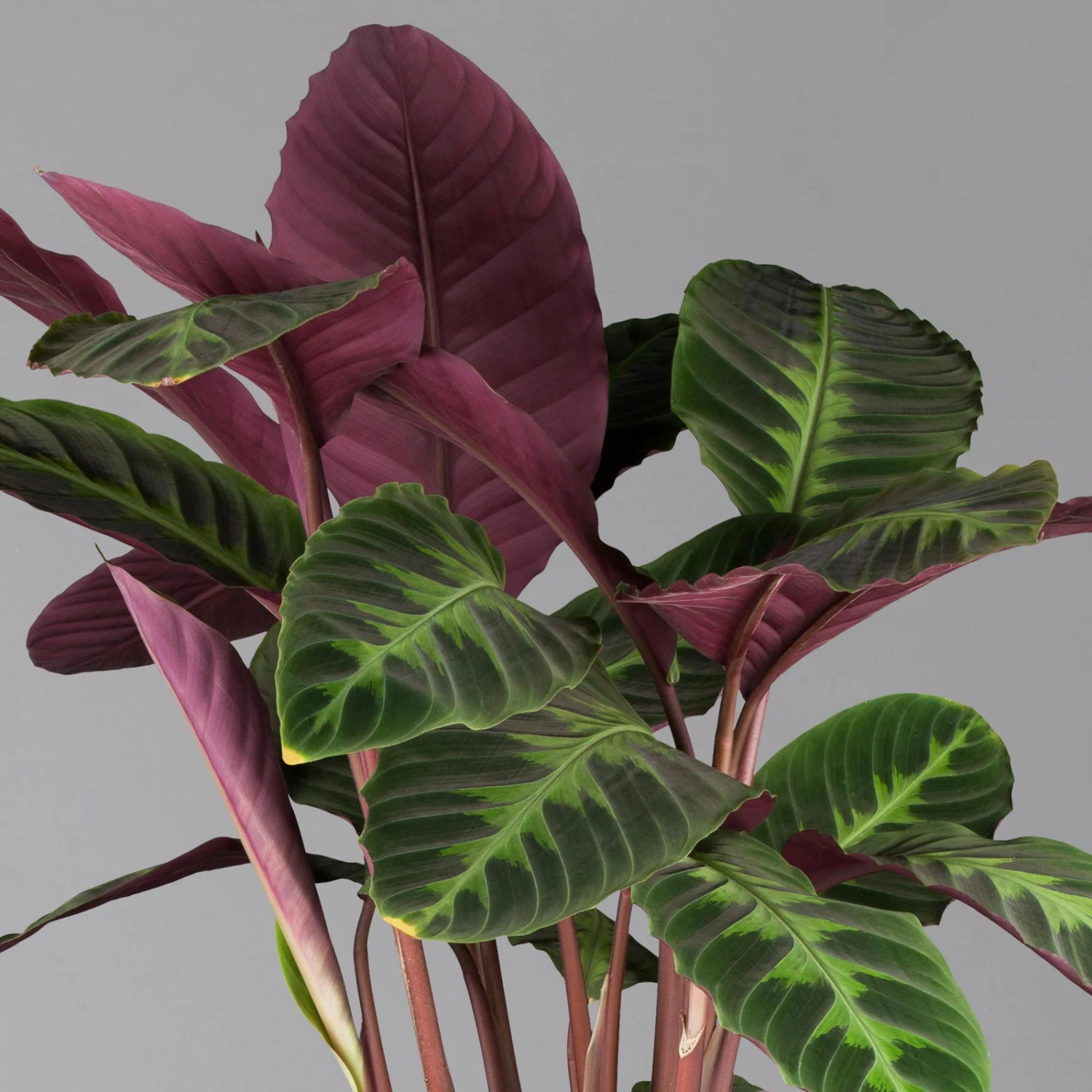 Calathea Warscewiczii, Topf-Ø 21 Cm. Höhe Ca. 80 Cm 3 Calathea Warscewiczii, Topf-Ø 21 Cm. Höhe Ca. 80 Cm – Bild 3