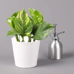 Efeutute Mit Keramiktopf Dallas Weiß, Topf-Ø 12 Cm, Höhe Ca. 15 Cm, 2er-Set -Stilvoller Gartenbedarfsladen 0220180186 Epipremum pinn Dallas weiss 3