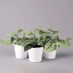 Scindapsus Pictus 'Trebie' In Keramiktopf Dallas Weiß, Topf-Ø 12 Cm