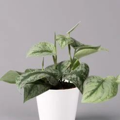 Scindapsus Pictus 'Trebie' In Keramiktopf Dallas Weiß, Topf-Ø 12 Cm -Stilvoller Gartenbedarfsladen 0220180202 Scindapsus pictus Trebie mit Dallas weiss 12cm WS 2