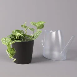 Gefleckte Efeutute 'Argyraeus, Inkl. Keramitopf Dallas Anthrazit, Topf 12 Cm Ø -Stilvoller Gartenbedarfsladen 0220180212 Scind pict Argyraeus Topf Dallas anthrazit 3