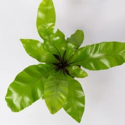 Nestfarn, Mit Keramiktopf Dallas Weiß, Topf-Ø12cm, Höhe Ca. 35 Cm, 3er-Set -Stilvoller Gartenbedarfsladen 0220190132 Asplenium nidus Dallas weiss 4