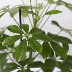 Strahlenaralie 'Nora' In Keramiktopf Bergamo Grün, Topf-Ø 13 Cm, Höhe Ca. 45 Cm -Stilvoller Gartenbedarfsladen 0220550563 Schefflera Nora mit Uebertopf Bergamo gruen 4 113332