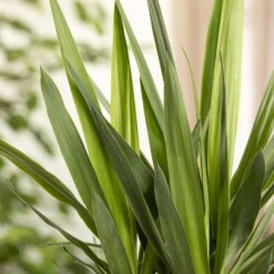 Palmlilie, Topf-Ø 21 Cm, Höhe Ca. 100 Cm -Stilvoller Gartenbedarfsladen 0220850134 Yucca auf Stamm verzweigt1 1