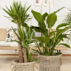 Palmlilie, Topf-Ø 21 Cm, Höhe Ca. 100 Cm -Stilvoller Gartenbedarfsladen 0220850207 Yucca eleph Yucca 3er Tuff