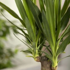 Palmlilie, Topf-Ø 27 Cm, Höhe Ca. 160 Cm -Stilvoller Gartenbedarfsladen 0220850207 Yucca eleph Yucca 3er Tuff1