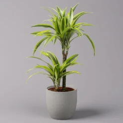 Ausgewählte Produkte 1 Duftender Drachenbaum 'Lemon Lime', Topf-Ø 17 Cm, 2er Tuff, Höhe Ca. 65 Cm