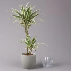 Duftender Drachenbaum 'White Stripe', Topf-Ø 19 Cm, Höhe Ca. 90 Cm 8 Duftender Drachenbaum 'White Stripe', Topf-Ø 19 Cm, Höhe Ca. 90 Cm -Stilvoller Gartenbedarfsladen 0221300011 Dracaena fragr White Stripe 2er Tuff 19cm 3