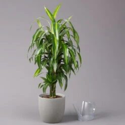 Duftender Drachenbaum 'Hawaiian Sunshine', Topf-Ø 24 Cm, H: Ca. 90 Cm -Stilvoller Gartenbedarfsladen 0221400032 Dracaena fragr Hawaiian Sunshine 24cm 3