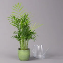 Bergpalme Mit Keramiktopf Bergamo Grün, Topf-Ø 12 Cm, Höhe Ca. 40 Cm -Stilvoller Gartenbedarfsladen 0222100038 Chamaedorea eleg in Uebertopf Bergamo gruen 3