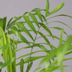 Bergpalme Mit Keramiktopf Bergamo Grün, Topf-Ø 12 Cm, Höhe Ca. 40 Cm -Stilvoller Gartenbedarfsladen 0222100038 Chamaedorea eleg in Uebertopf Bergamo gruen 4