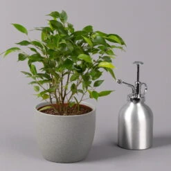 Birkenfeige 'Natasja', Topf 12 Cm Ø, Höhe Ca. 25cm, 3er-Set -Stilvoller Gartenbedarfsladen 0223100086 Ficus benj Natasja 3er Set 12cm WS 32