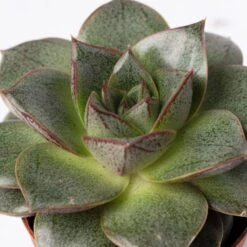 Sukkulenten Im Dekotopf 'Glazed Pink', Verschiedene Arten, Topf-Ø 6 Cm, 3er-Set -Stilvoller Gartenbedarfsladen 0225200733 Sukkulenten Set in Topf Scandic terrac 3er Set 11