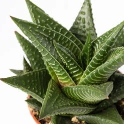 Sukkulenten Im Dekotopf 'Glazed Pink', Verschiedene Arten, Topf-Ø 6 Cm, 3er-Set -Stilvoller Gartenbedarfsladen 0225200733 Sukkulenten Set in Topf Scandic terrac 3er Set 12