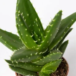 Sukkulenten Im Dekotopf 'Glazed Pink', Verschiedene Arten, Topf-Ø 6 Cm, 3er-Set -Stilvoller Gartenbedarfsladen 0225200733 Sukkulenten Set in Topf Scandic terrac 3er Set 13