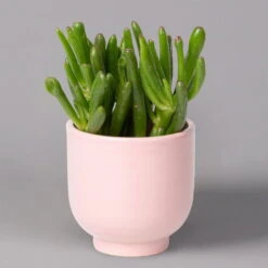 Sukkulenten Im Dekotopf 'Glazed Pink', Verschiedene Arten, Topf-Ø 6 Cm, 3er-Set -Stilvoller Gartenbedarfsladen 0225200736 Sukkulenten Set in Topf Glazed Pink 3er Set 6