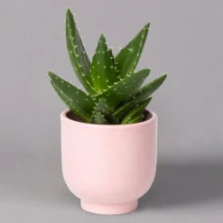 Sukkulenten Im Dekotopf 'Glazed Pink', Verschiedene Arten, Topf-Ø 6 Cm, 3er-Set -Stilvoller Gartenbedarfsladen 0225200736 Sukkulenten Set in Topf Glazed Pink 3er Set 7