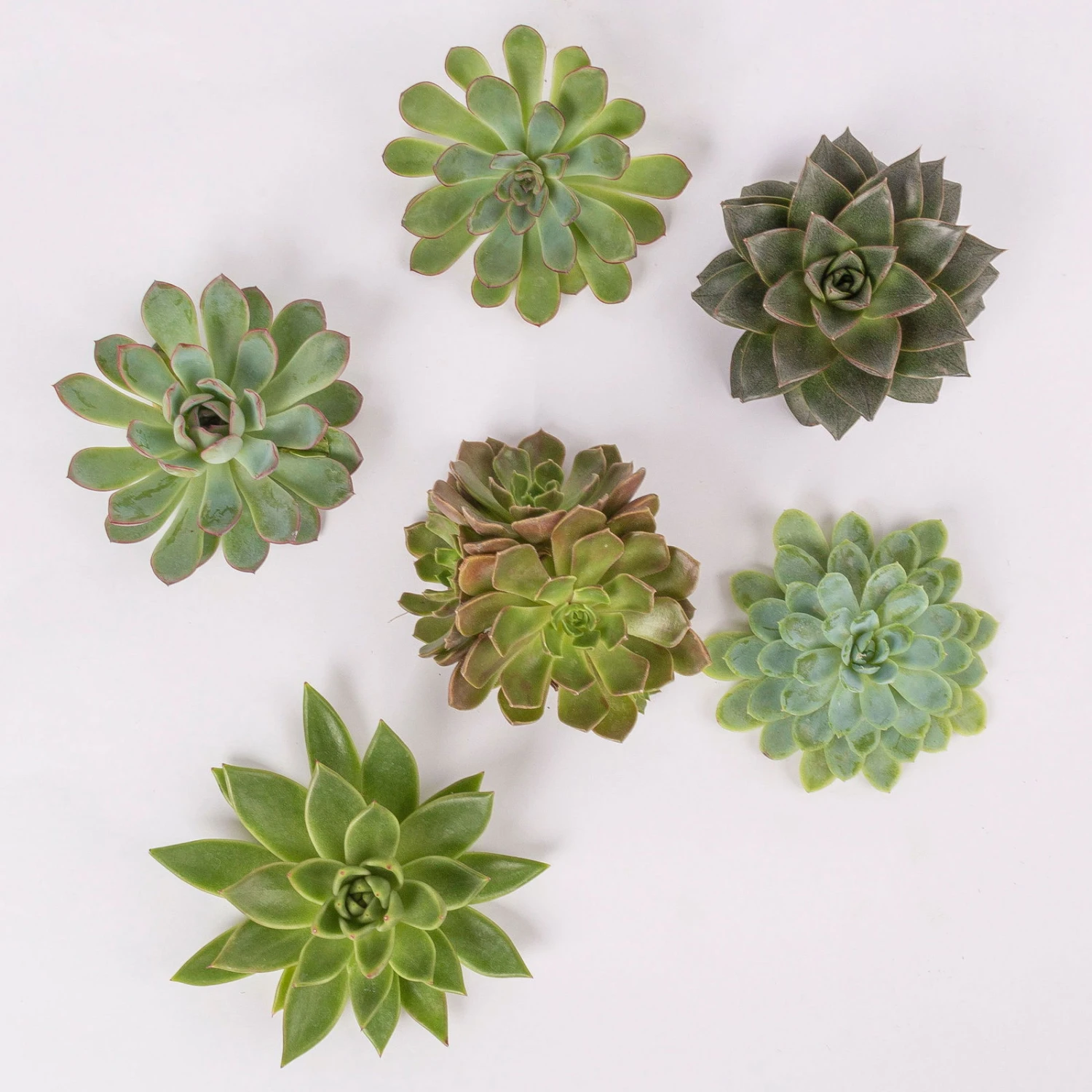 Schnittecheverien-Mix, Ø 10 Cm, 6er-Set 1 Schnittecheverien-Mix, Ø 10 Cm, 6er-Set