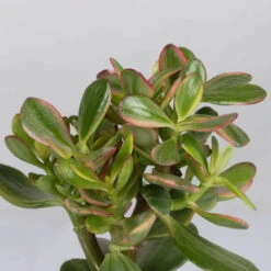 Geldbaum In Keramiktopf Anthrazit, Verschiedene Formen, Topf-Ø 12cm, 3er-Set -Stilvoller Gartenbedarfsladen 0250103046 Crassula ovata Sorte nach Verfuegbarkeit 6