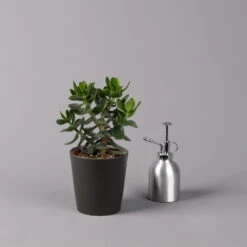 Geldbaum In Keramiktopf Anthrazit, Verschiedene Formen, Topf-Ø 12cm, 3er-Set -Stilvoller Gartenbedarfsladen 0250103050 Crassula ov Topf Dallas anthrazit 3er Set 10