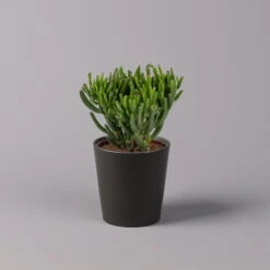 Geldbaum In Keramiktopf Anthrazit, Verschiedene Formen, Topf-Ø 12cm, 3er-Set -Stilvoller Gartenbedarfsladen 0250103050 Crassula ov Topf Dallas anthrazit 3er Set 2