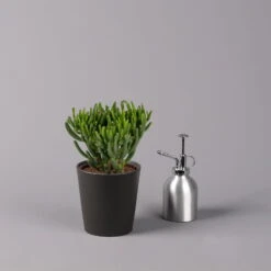 Geldbaum In Keramiktopf Anthrazit, Verschiedene Formen, Topf-Ø 12cm, 3er-Set -Stilvoller Gartenbedarfsladen 0250103050 Crassula ov Topf Dallas anthrazit 3er Set 4