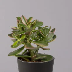 Geldbaum In Keramiktopf Anthrazit, Verschiedene Formen, Topf-Ø 12cm, 3er-Set -Stilvoller Gartenbedarfsladen 0250103050 Crassula ov Topf Dallas anthrazit 3er Set 6