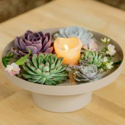 Schnittecheverien-Mix, Ø 10 Cm, 6er-Set 13 Schnittecheverien-Mix, Ø 10 Cm, 6er-Set -Stilvoller Gartenbedarfsladen 0250103364 Echeveria Mix 7 10cm in DIY Box 4 117171 1