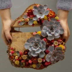 Schnittecheverien-Mix, Ø 5 Cm, 12er-Set -Stilvoller Gartenbedarfsladen 0250103364 Echeveria Mix 7 10cm in DIY Box 6 117174