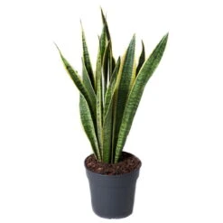 Bogenhanf, Topf-Ø 17 Cm, Höhe Ca. 50 Cm