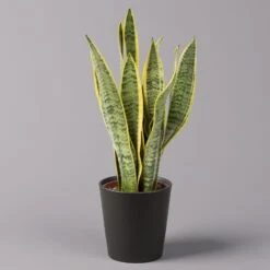 Ausgewählte Produkte -Stilvoller Gartenbedarfsladen 0250200718 Sansev Laurentii Dallas anthrazit 1