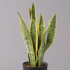 Bogenhanf In Keramiktopf Anthrazit, Topf-Ø 12 Cm, Höhe Ca. 35-45 Cm, 3er-Set -Stilvoller Gartenbedarfsladen 0250200718 Sansev Laurentii Dallas anthrazit 2