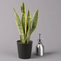 Bogenhanf In Keramiktopf Anthrazit, Topf-Ø 12 Cm, Höhe Ca. 35-45 Cm, 3er-Set -Stilvoller Gartenbedarfsladen 0250200718 Sansev Laurentii Dallas anthrazit 3