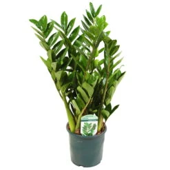 Ausgewählte Produkte -Stilvoller Gartenbedarfsladen 0250300075 Zamioculcas zamiifolia Lucky 17cm T H 50cm