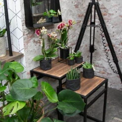 Phalaenopsis, Gesprenkelte Sorten, 3 Rispen, Topf-Ø 9 Cm, Höhe Ca. 30 Cm -Stilvoller Gartenbedarfsladen 0290100047 Phalaenopsis 3R gesprenkelt 9 cm T H 30 cm