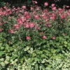 Herbst-Anemone 'Prinz Heinrich' Magentarot, Topf-Ø 9 Cm, 3er-Set