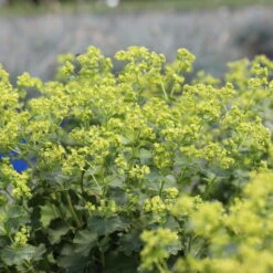 Frauenmantel Grün-gelb, Topf-Ø 11 Cm, 3er-Set -Stilvoller Gartenbedarfsladen 0310100893 Alchemilla mollis 1 79990