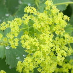 Frauenmantel Grün-gelb, Topf-Ø 11 Cm, 3er-Set -Stilvoller Gartenbedarfsladen 0310100893 Alchemilla mollis Koelle 9cm Topf 67664