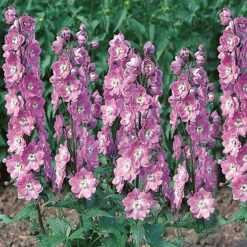 Ausgewählte Produkte 9 Rittersporn 'New Millenium' Rosa, Topf-Ø 11 Cm, 3er-Set