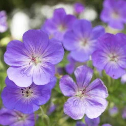 Storchschnabel 'Rozanne'® Violett, Topf-Ø 12 Cm, 3er-Set -Stilvoller Gartenbedarfsladen 0310106062 Geranium wallichianum Rozanne Koelle 11cm Topf 67672