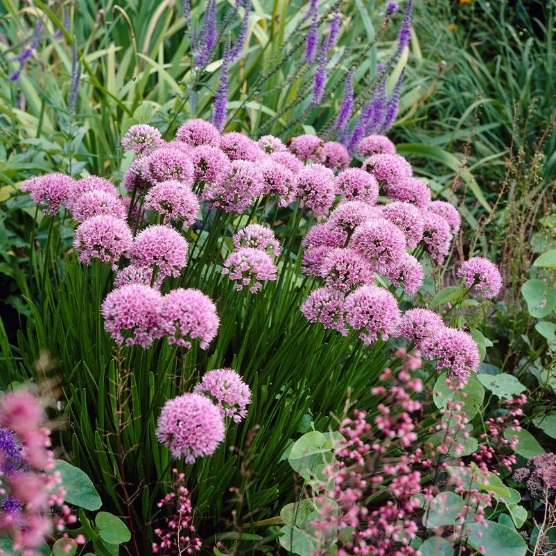 Bio Berglauch Hellrosa, Topf-Ø 11 Cm, 3er-Set 1 Bio Berglauch Hellrosa, Topf-Ø 11 Cm, 3er-Set